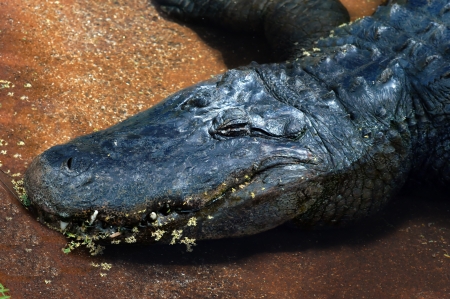 Aligator lays in the sun with his eyes closed and jaws closed.の写真素材