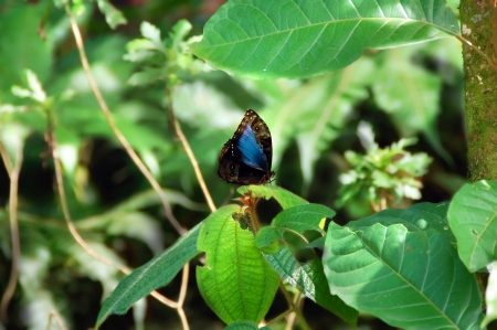 Blue Morpho butterfly is perched on the tropical foliage of the rainforest in Costa Rica.  With...