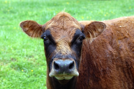 Comical cow has residue from his grazing in the meadow all over his nose   His face has a mask on it and adds to the comical appearance の写真素材