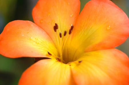 Bright orange flower with yellow center blooms on the Big Island of Hawaii.  Drops of water cling to petals.の写真素材