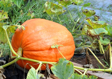 Huge pumpkin continues to grow connected to the vine in a garden.の写真素材