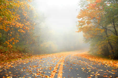 Orange leaves glow on this foggy, misty morning.  Highway curves out of sight on the Blue Ridge...
