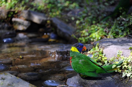 Colorful Lorikeet stands besides pool of water at the Riverbanks Zoo and Garden in Columbia, South...