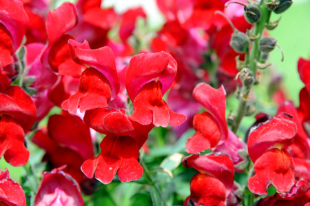 Garden, in Montana, is filled with beautiful red clusters of Snapdragons.の写真素材