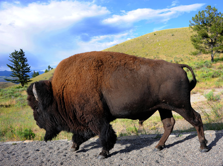 Buffalo walks besides road in Yellowstone National Park.  Full lenth image shows silhouette of...