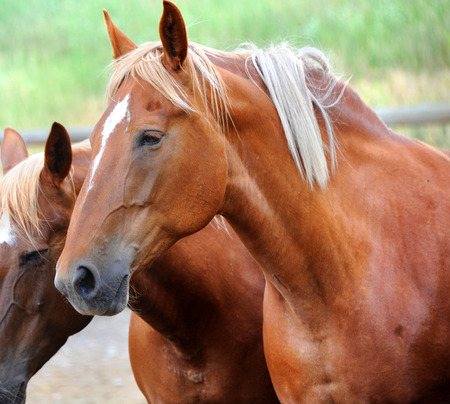 Closeup, of chestnut colored horse, shows head and shoulders.  Two horses are standing in a corral in Happy Valley, Montana.の写真素材