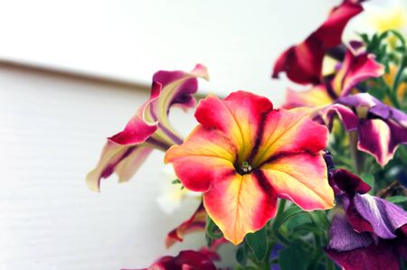 Background image, with copy space, grow besides white building.の写真素材