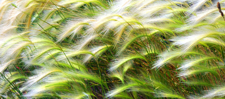 Background image has grassy, white, tassle heads blowing in the wind in Montana.