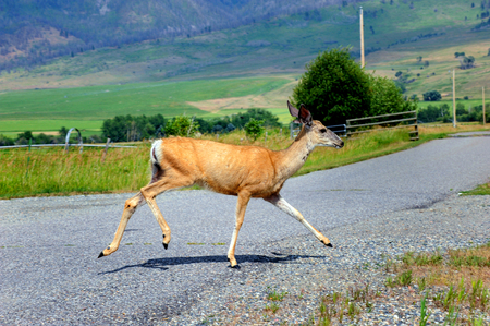 Young deer crosses the highway in Happy Valley, Montana.  の写真素材
