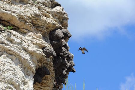 American Cliff Swallow has nested on Soda Butte, a dormant hot spring, in Yellowstone National Park.  Swallow is returning to its nest.の写真素材