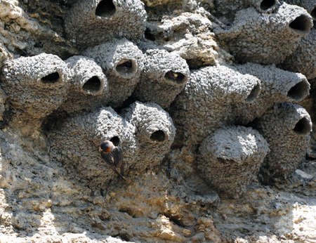 Colony of American Cliff Swallows nest on the side of Soda Butte in Yellowstone National Park.の写真素材