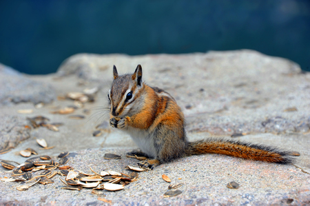 Chipmunk chows down on some sunflower seeds visitors to Beartooth Pass, in Montana, have thrown him.  He has a seed between his paws and crumbs on it.の写真素材