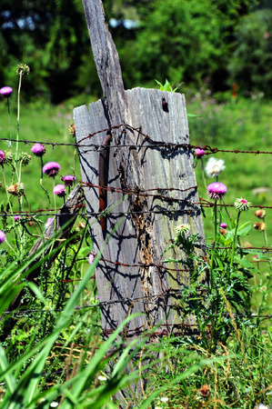 Thick, wooden fence post has extra large rusty nail protruding from its side.  Barbed wire fence is attached to post and wildflowers grow around it.の写真素材