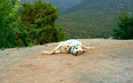Dalmation rolls in the dirt determined to cover its' spots.  Dog is looking at camera and lays on cliff edge in the Sandia Mountains in New Mexico.の写真素材