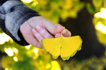 A single yellow leaf from a Ghinko tree is shaped like a butterfly.  A young woman holds the yellow leaf in her hand.の写真素材