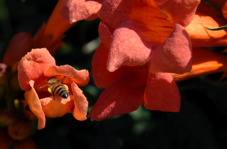 Bee climbs inside a Trumpet Creeper bloom.  Orange blossoms attracts bee to visit inside.の写真素材