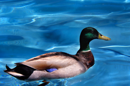 Male Mallard duck swims in a turquoise colored water.  Tiny drops glisten in the sun on his colorful feathers.の写真素材