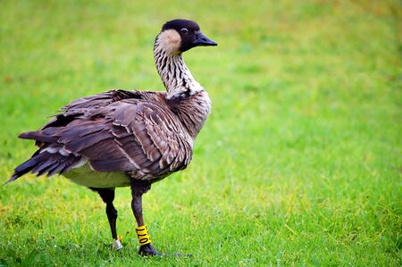 Nene Goose stands in a field of green grass on the Island of Kauai, Hawaii.  Its' leg is banded.の写真素材