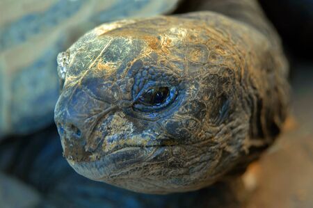 Closeup of large tortoise, shows his head, eye, mouth and nose.の写真素材