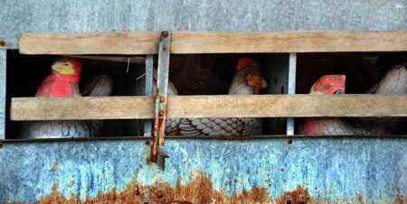 Old fashioned rustic chicken coup has three hens pretending to lay eggs.  Coup is constructed of...