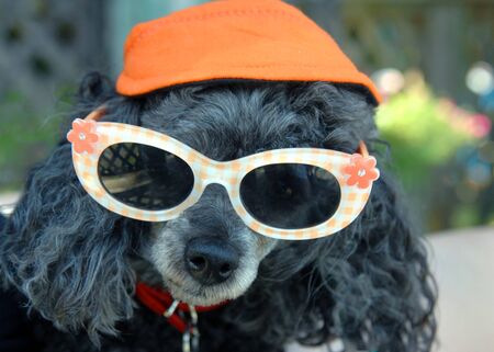 Closeup shows cool poodle wearing plaid sunglasses and orange cap.の写真素材