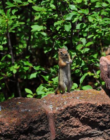 Cute chipmunk stands on his rear legs begging for food at the Little Tesuque Picnic Ground.  Picnic ground is in the Santa Fe National Forest in New Mexico.の写真素材