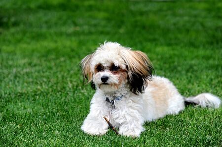 Playful Shih Poo puppy holds a stick with her paw.  She is laying on the green grass outdoors.の写真素材