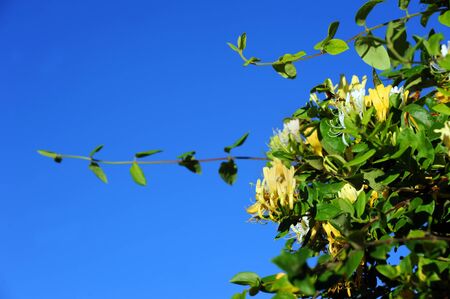 Blooming honeysuckle fine is framed by a vivid blue sky.  Blooms are yellow and white.の写真素材