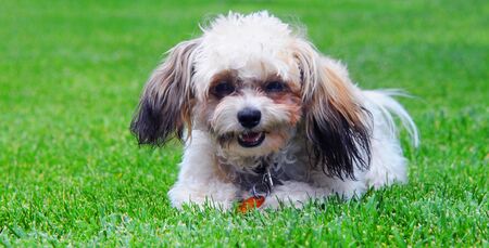 Shih Poo, a designer hybrid mix, lays on the grass outdoors.  Photo is closeup.の写真素材