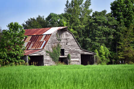 Rusting roof, weeds, and faded and broken boards, but this big barn still stands.  Green field fronts barn.の写真素材