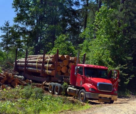 Red log truck has a load of cut timber.  Truck driver paused before pulling out to double check...
