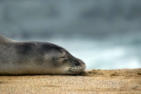 Exhausted monk seal sleeps soundly on a Kauai, Hawaii beach.  Low angle and closeup of seal.の写真素材