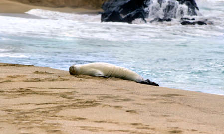 Oblivious to the waves and surroundings, this monk seal sleeps soundly on it's back.  Beach is on the Island of Kauai, Hawaii.の写真素材