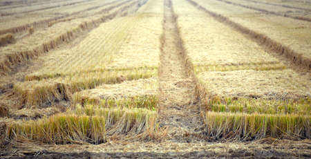 Farmland in Western Arkansas has been cut and harvested.  Rows show plants tops cut off.
