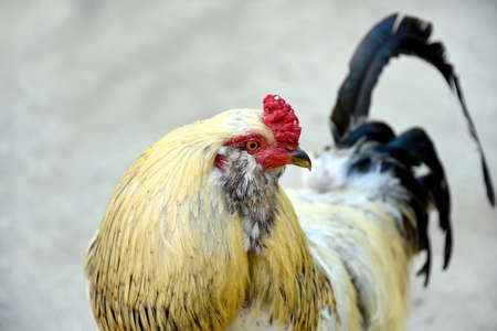 Yellow feathers fluff out on Roster.  Red comb sits above beak and black tail feathers curl behind its body.の写真素材