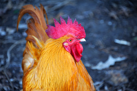 Closeup shows the red comb on this red rooster.  It is looking sideways.の写真素材