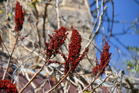 Clusters of bright red Sumac are among the vines and overgrowth on this old building in Peppersauce Alley, a ghost town in Calico Rock, Arkansas.の写真素材