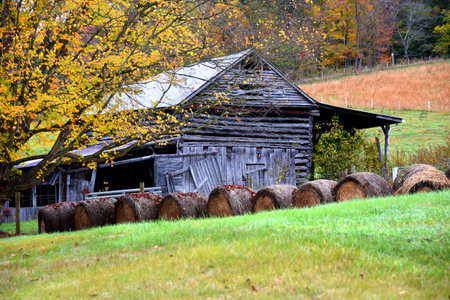 Old log barn has broken boards and hanging door.  Row of round hay bales sit in front with Fall...