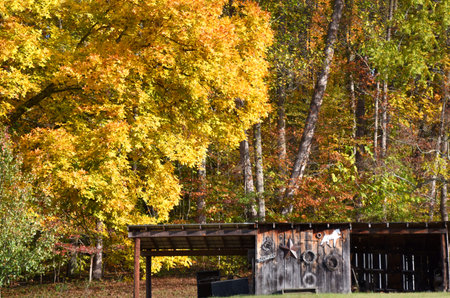 Autumn gold fills forest at the foot of the Appalachian Mountains.  Small country shed sits in foreground.の写真素材