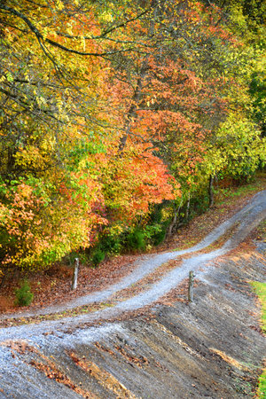 Tree lined, bumpy dirt road winds up a Tennessee hillside.  Autumn color fills roadside.の写真素材
