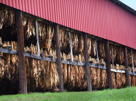 Tobacco crop hangs, upside down, in a red metal barn.  Leaves are curing and drying.の写真素材