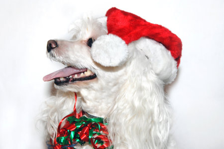 White poodle sits in profile.  It is wearing red and green ribbon and a Santa Claus Hat.