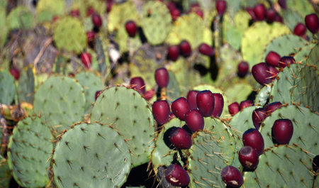 Colorful prickly pear cactus has large pads and red fruit.  Garden displays large group of plants.