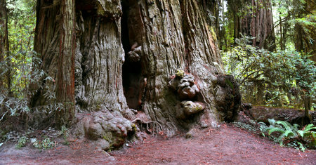 Burls stackup around base of giant Redwood, in Redwood National Forest, in California.  Redwood is...