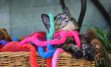 Adorable kitten has buried herself in vintage yarn ribbon inside a wicker basket.  She is looking up and watching something very closely.の写真素材