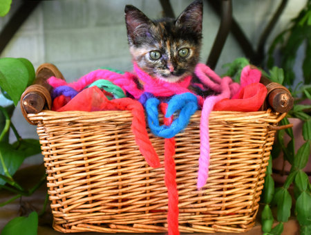 Head only shows of tiny, brown and black kitten hiding in a wicker basket filled with vintage hair yarn.の写真素材