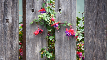 Fuchsia grows between slats of a rustic, wooden fence in Bandon, Oregon.