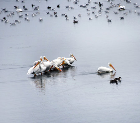 Group of American White Pelicans cluster together on a log, on Young's Bay, Astoria, Oregon.  One swims away alongside two ducks.の写真素材