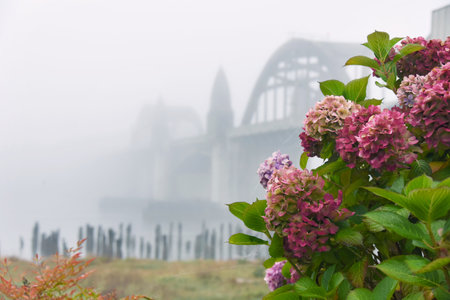 Blooming Hydrangea frame the Yaquina Bay Bridge, in Newport, Oregon.  Bridge is covered in fog.の写真素材