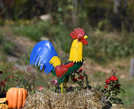 Colorful metal rooster is part of this Autumn display.  It is standing on a bale of hay and has a pumpkin behind it.の写真素材